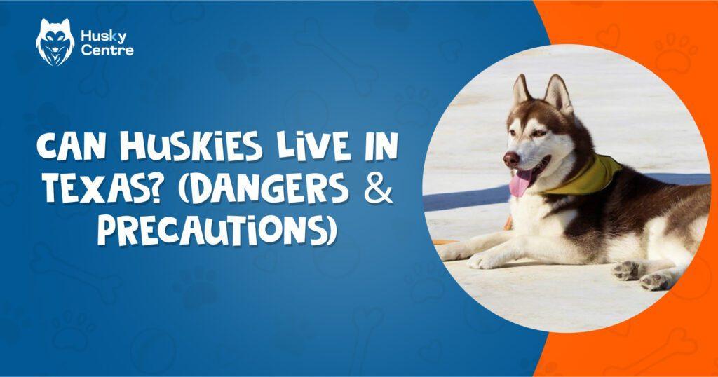 Can Huskies Live In Texas? (Dangers & Precautions)