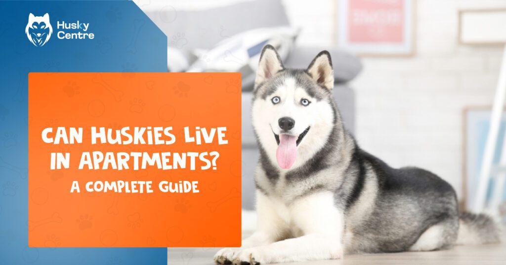 Can Huskies Live in Apartments