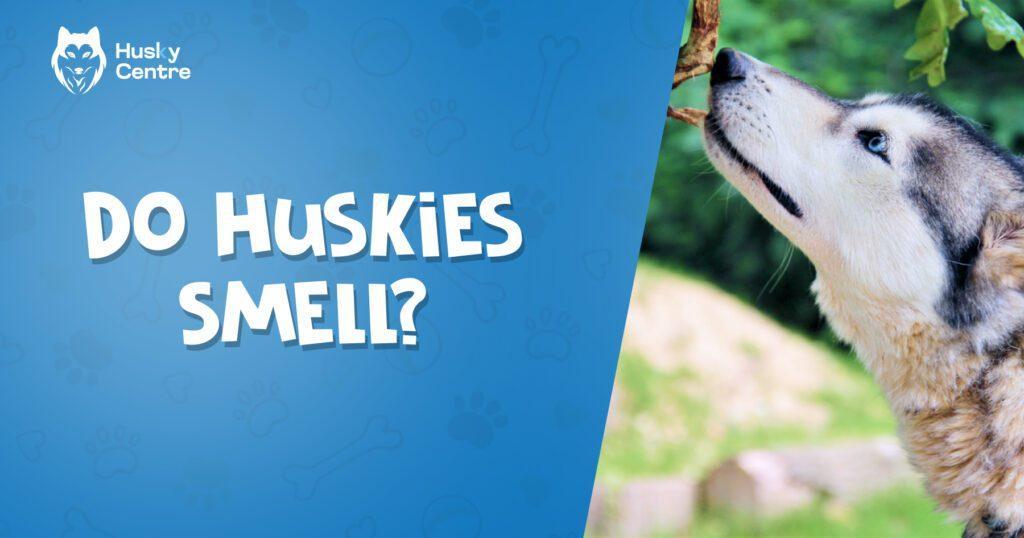Do Huskies Smell