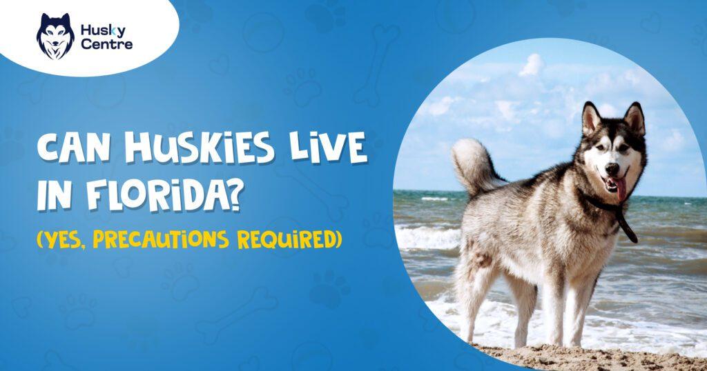 can huskies live in florida