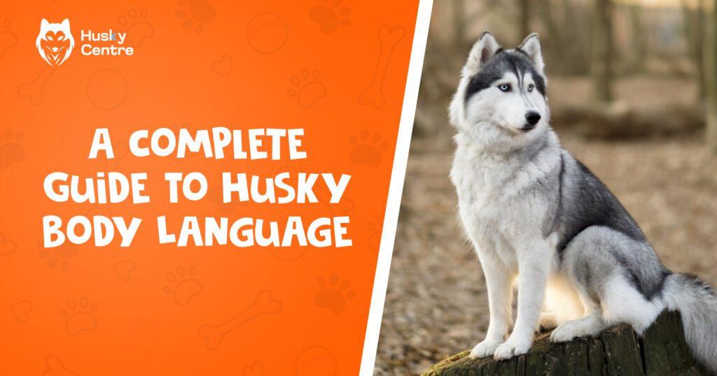 A Complete Guide To Husky Body Language