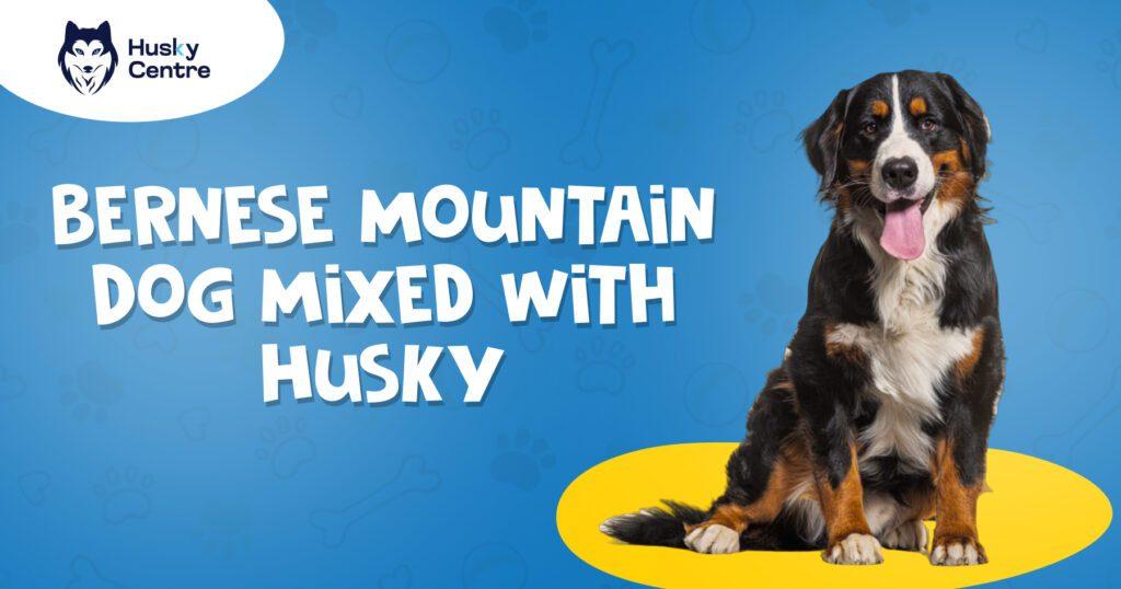 bernese mountain dog husky mix