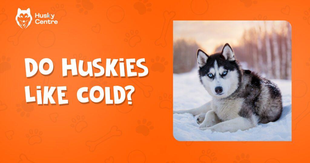 Do Huskies Like Cold