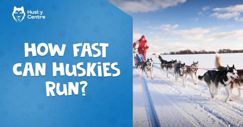 How Fast Can Huskies Run