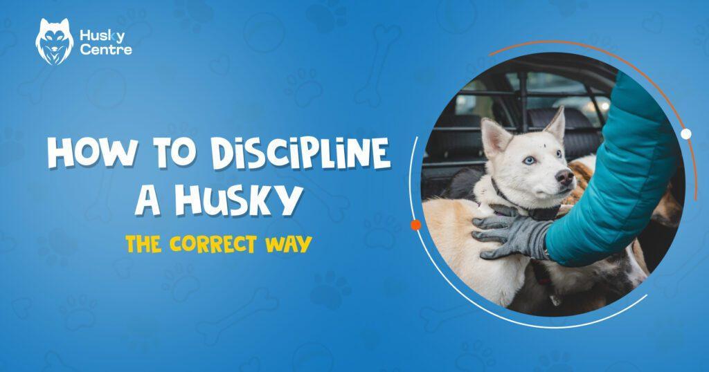 How To Discipline A Husky - The Correct Way