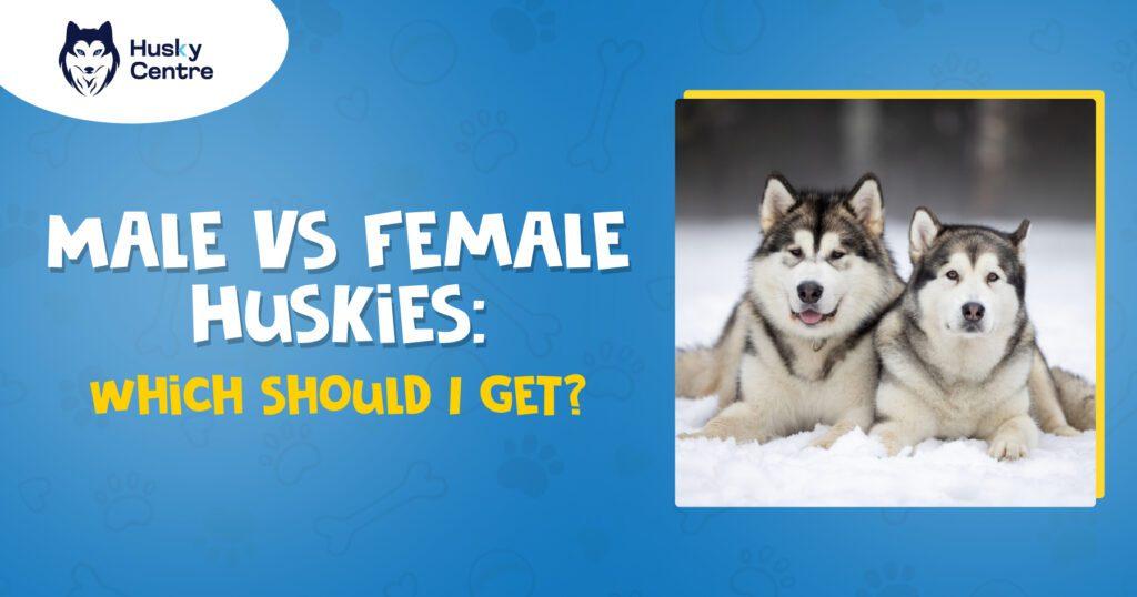 male vs female husky