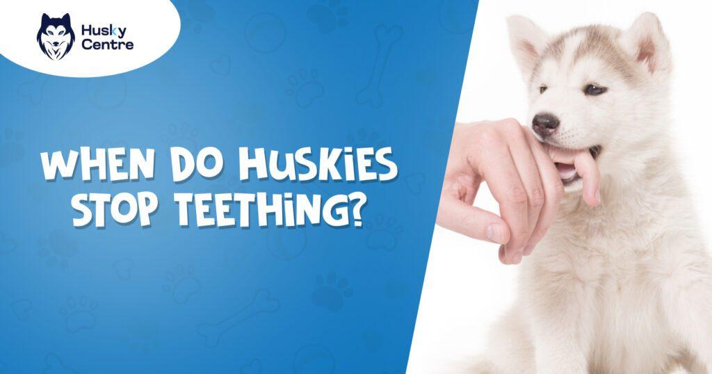 When Do Huskies Stop Teething