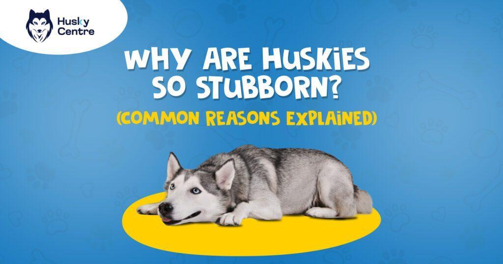 are huskies stubborn