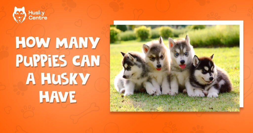How Many Puppies Can a Husky Have