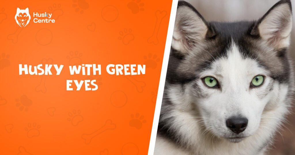 Husky With Green Eyes