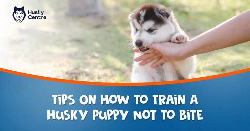 How to Train a Husky Puppy Not to Bite