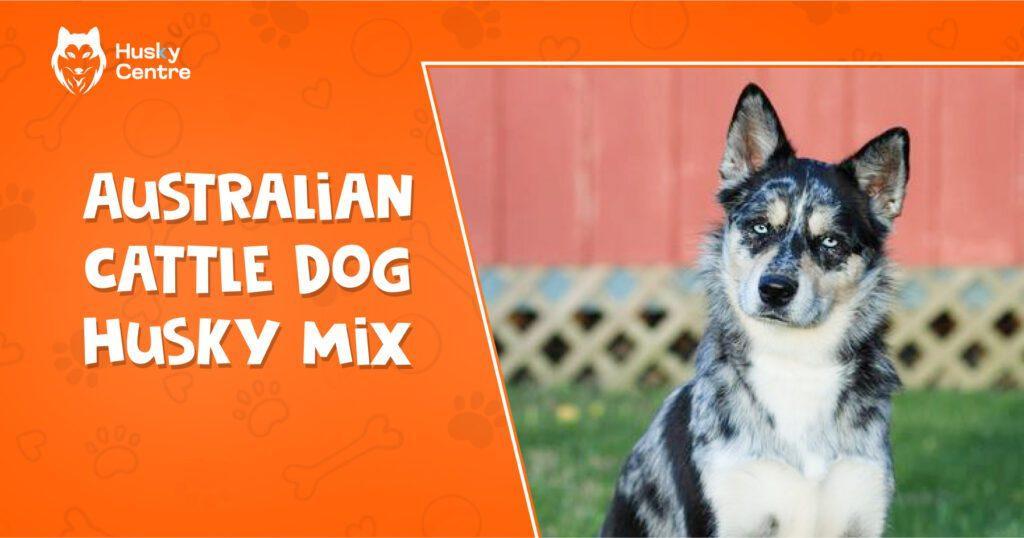 australian cattle dog husky mix