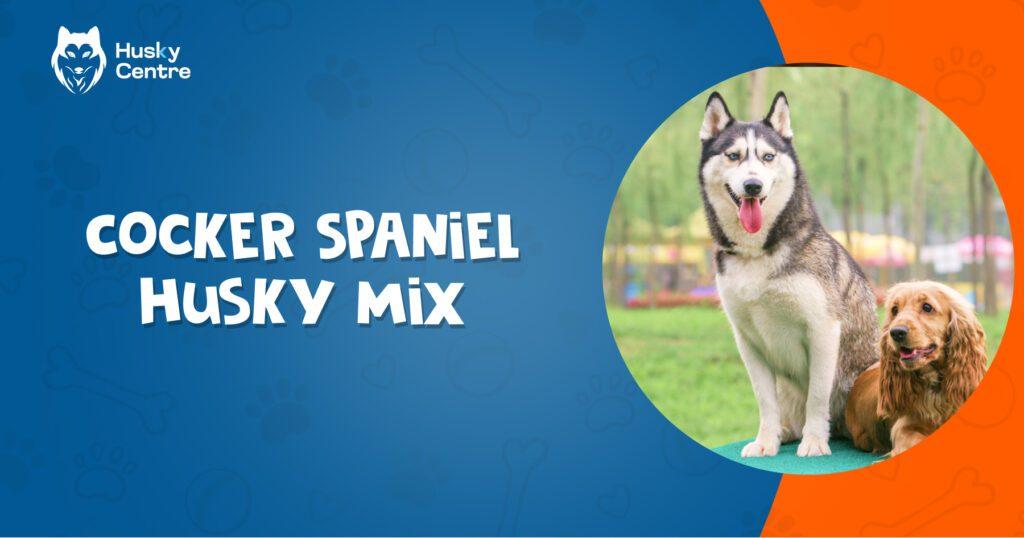 Cocker Spaniel Husky Mix