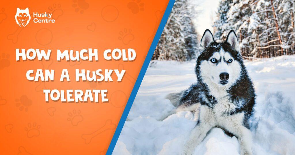 how much cold can a husky tolerate