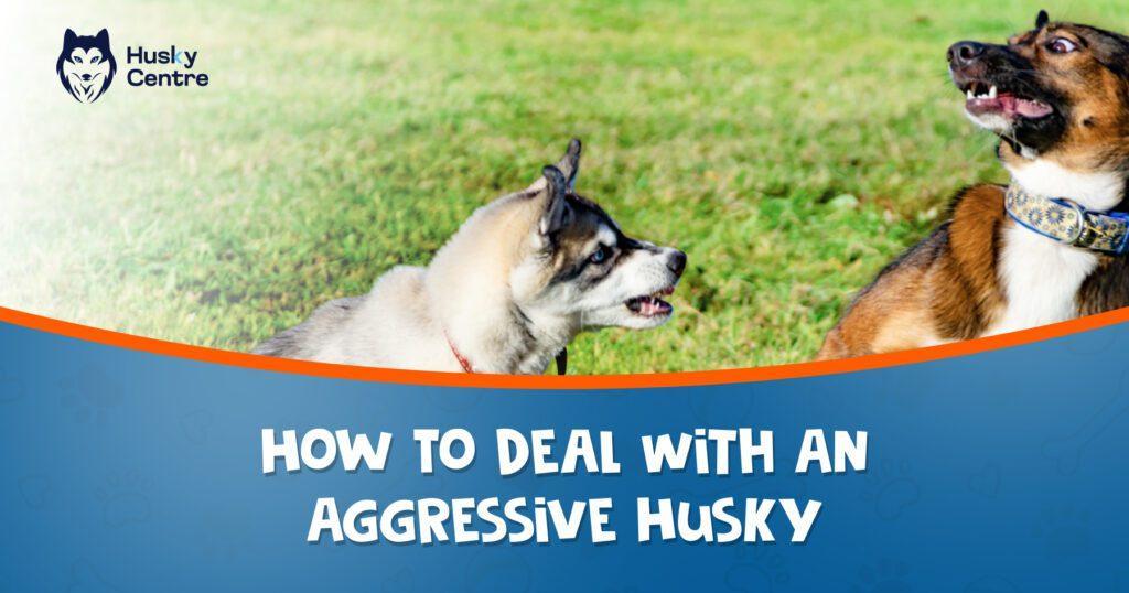 how to deal with an aggressive husky