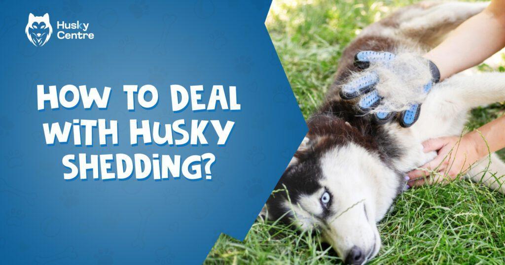 how to deal with husky shedding