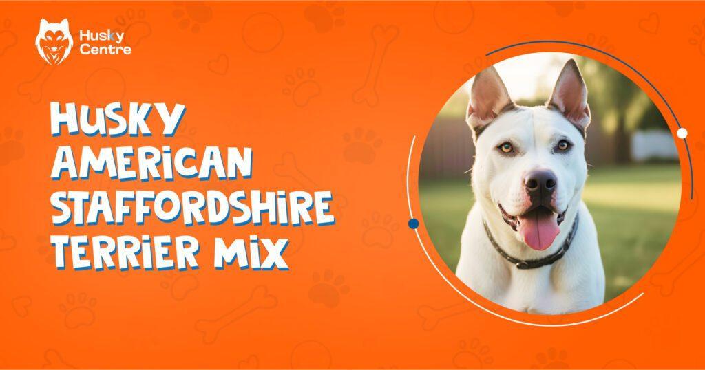 husky american staffordshire terrier mix