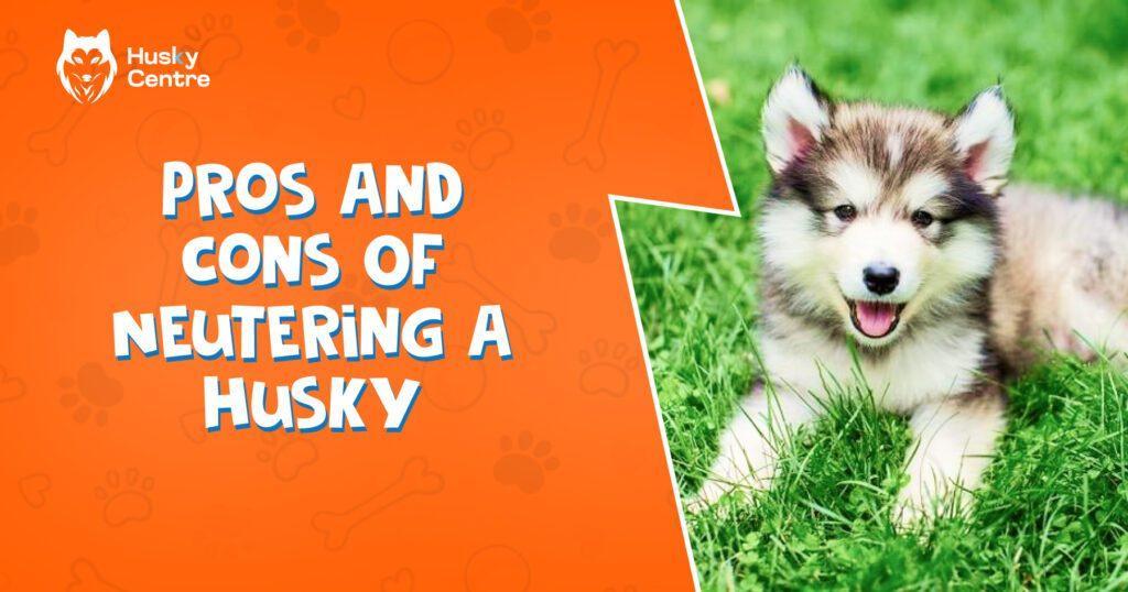 pros and cons of neutering a husky